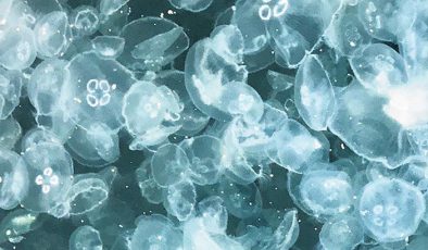 Denizanaları denizleri bastı! Marmara ve Akdeniz’de su ısındı, kirlilik arttı…