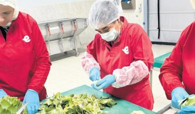 Enginar soyuculuğu! Günde 2 bin TL kazanmak mümkün