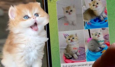 Petshoplarda yasaklandı, internete düştü! 17 bin liradan satılıyor